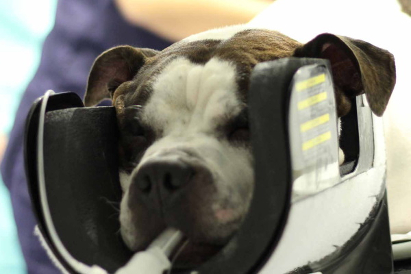 Servicio Anestesia veterinaria | Información propietarios mascotas