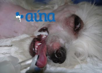 cirugia mascitoma nariz hospital veterinario auna valencia 1