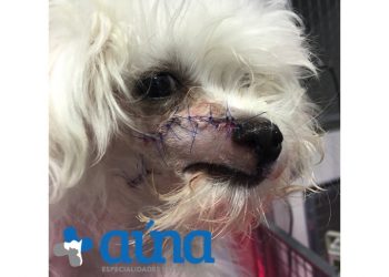 cirugia mascitoma nariz hospital veterinario auna valencia 14