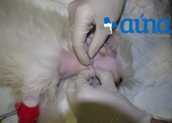 cirugia mascitoma nariz hospital veterinario auna valencia 2