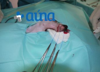 cirugia mascitoma nariz hospital veterinario auna valencia 4