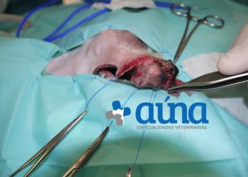 cirugia mascitoma nariz hospital veterinario auna valencia 5