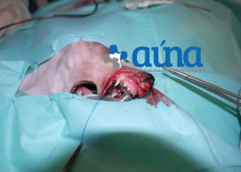 cirugia mascitoma nariz hospital veterinario auna valencia 7