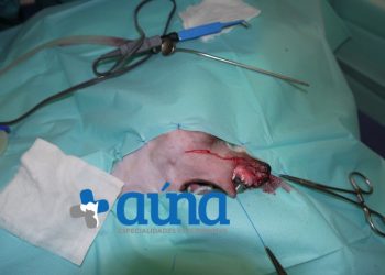 cirugia mascitoma nariz hospital veterinario auna valencia 8