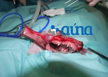 cirugia mascitoma nariz hospital veterinario auna valencia 9